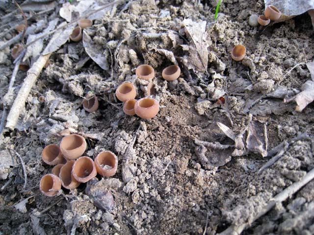Quando i funghi sono latitanti....